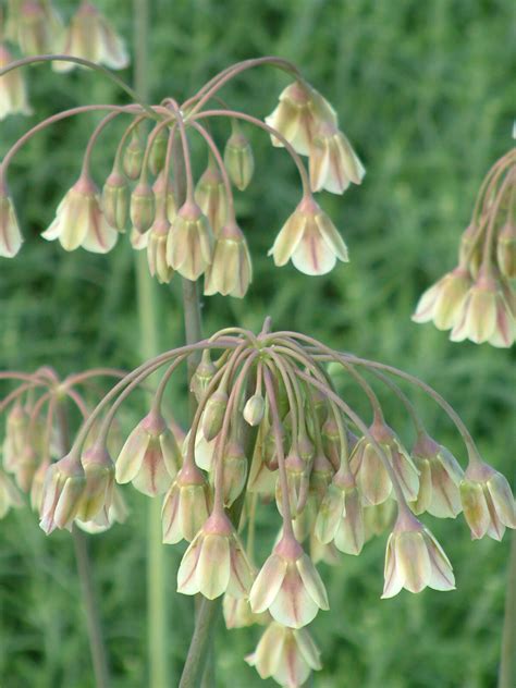 nectaroscordum bulgaricum  beth chatto gardens