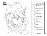 Respiratory Cardiovascular sketch template