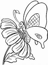 Butterfly Coloring Butterflies Drawing Pages Flower Flowers Kids Clipart Easy Cartoon Step Comments Getdrawings Library Popular Coloringhome sketch template