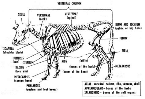 bovine anatomy skeletal skeleton anatomy animal science  skeleton