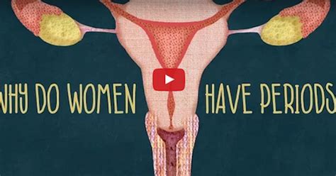 why you get periods menstruation science facts