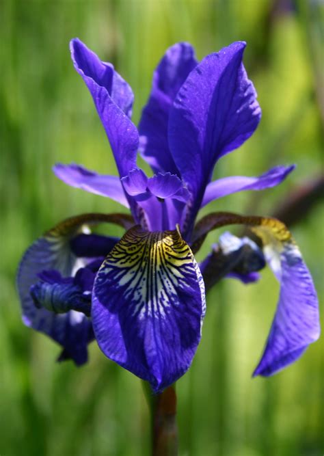 irises words  herbs