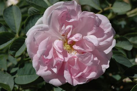 céleste rose zartrosa ca 200cm seit 1759 rosa céleste online