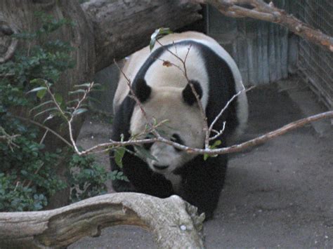 ailuropoda  melanoleuca  giant panda