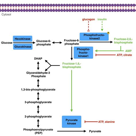 glycolysis biochemistry medbullets step