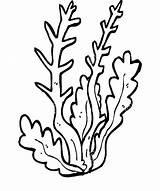 Kelp Coloring Pages Clipartmag Clipart Drawing sketch template