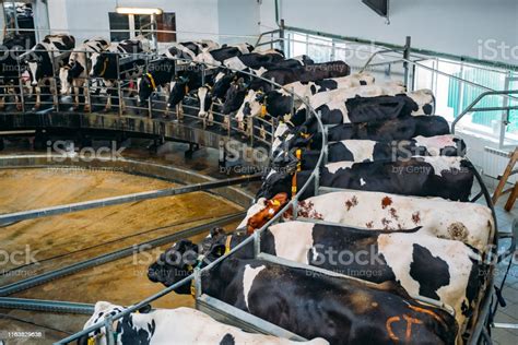 milking cows by automatic industrial milking rotary system in modern
