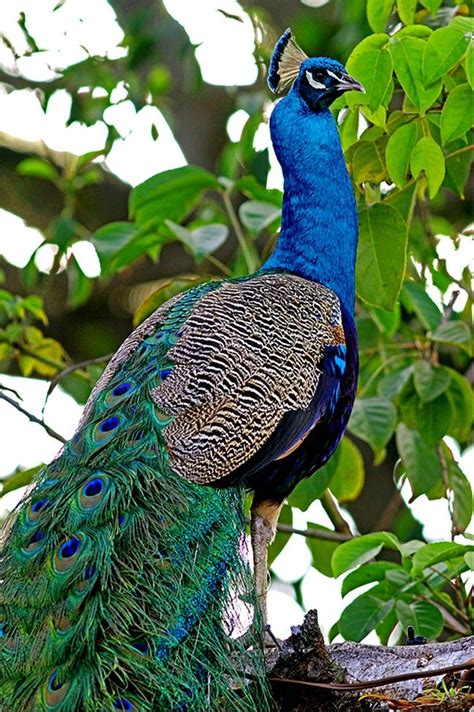 True Blue In 2020 With Images Peacock Peacock Photos Beautiful Birds