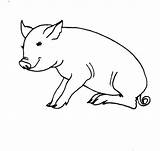 Pigs Piglets Cochon Coloriages sketch template