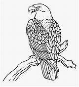 Eagle Coloring Mexican Flag Drawing Bald Kindpng sketch template