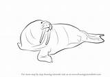 Walrus Draw Drawing Animals Antarctic Step Tutorials sketch template