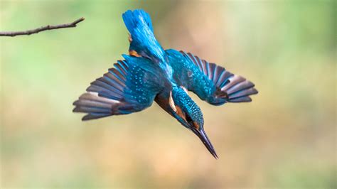 kingfishers plunge dive  hurting  brains popular science
