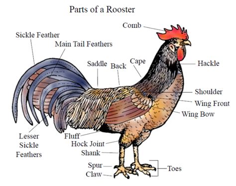 external anatomy chicken extension rooster chicken anatomy backyard flocks