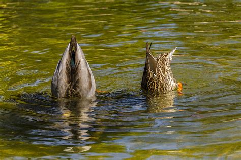 syncronized diving mg 0154 cc 1 2 3 dive mallards mal… flickr
