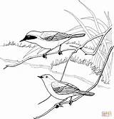 Coloring Drawing Cardinal Common Yellowthroat Red Bird Shrike Warbler Vector Pages Printable Getdrawings Northern Redpoll Drawings Clipart Silhouettes Supercoloring Categories sketch template