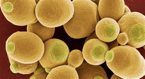 sc   create   fully synthetic yeast genome