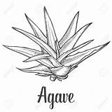 Agave Clipart Vector Blue Plant Clipground Illustration Cactus Ingredient Drawn Designlooter Hand Background sketch template