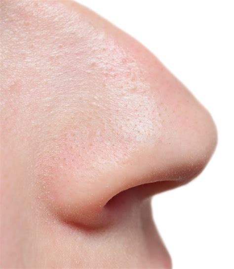 human nose stock photo image  closeup macro nose