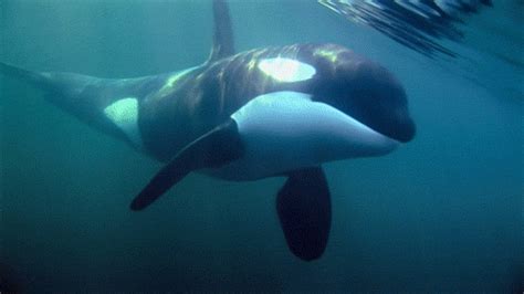 great animated orca and killer whale s at best animations