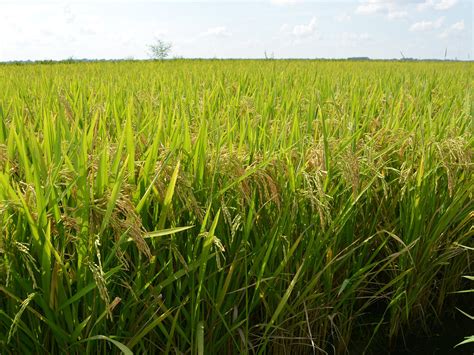 early signs point  good rice harvest mississippi state university
