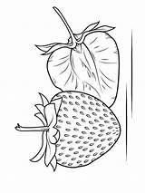 Coloring Pages Strawberry Berries Recommended Printable sketch template