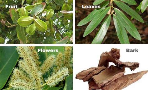 terminalia arjuna tree  benefits properties