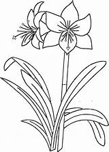 Amaryllis Coloring Pages Flower Printable Printables sketch template