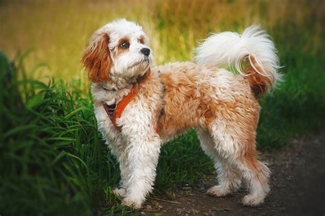 cavapoo breed information guide  traits care bark post