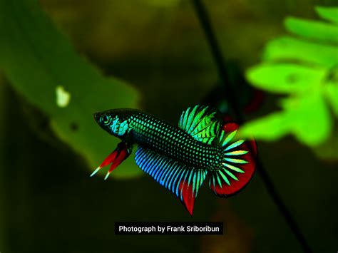 the beauty from south thailand this is a wild type captive bred betta