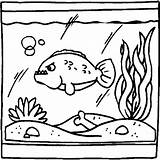 Coloring Aquarium Pages Fish Tank Animated Coloringpages1001 Colouring Tanks Aquariums Live Comments Library Clipart Gifs sketch template