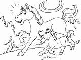 Fohlen Kleurplaat Pferde Pferd Paard Veulen Caballo Colorear Cavallo Puledro Cheval Poulain Malvorlage Potro Pony Ausmalen Paarden Ausmalbild Caballos Kostenlose sketch template