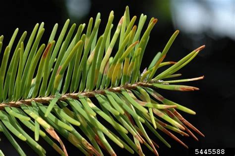 douglas fir needle midge contarinia pseudotsugae