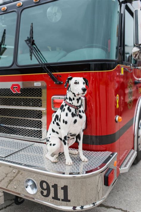dalmatian firehouse dog mascot   honor   breeds history