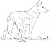 wolf coloring pages color   printable