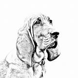 Coonhound sketch template