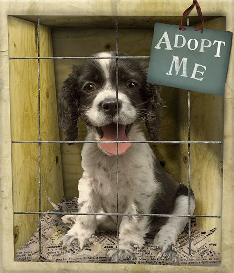 puppy mills     adopt dogs  shelters