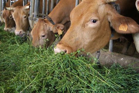 pin  jim durham  italian  cattle breeds regions  italy