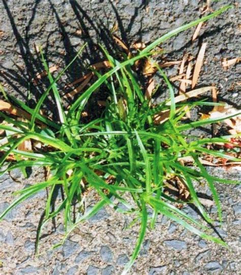 Weed Identification Tips For Customers Of Coolabah Turf Instant Lawn