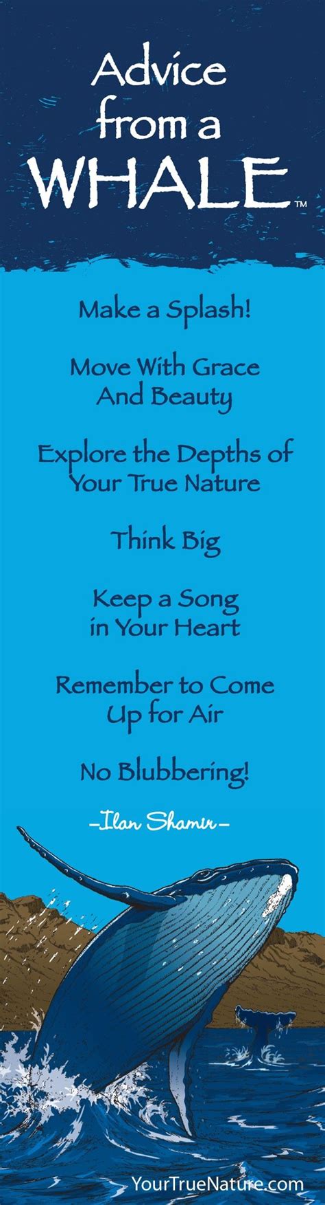 quotes advice   dolphin quotesgram
