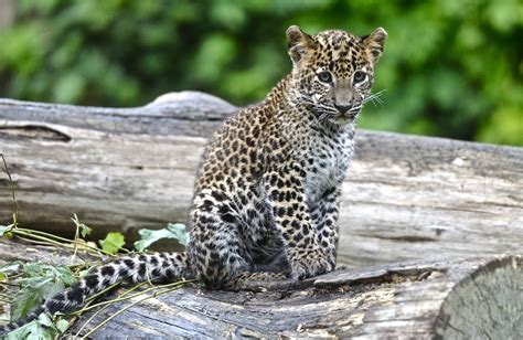 big cats cubs leopards hd wallpaper rare gallery