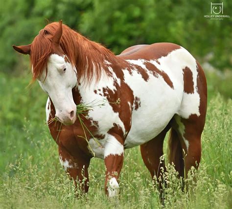 pretty musclar paint horse  gorgeous colors  markings standing