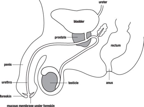 Simple Male Reproductive System Diagram Unlabeled Aflam Neeeak