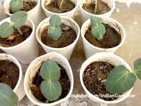 grow bhindi   grow okra