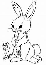 Rabbit Carrot Coloring Categories sketch template