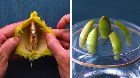 13 genius gardening hacks that you ll be glad to know blossom youtube