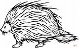 Porcupine Coloring Pages Clipart Clip Printable Cliparts Sheets Library Kids Color Animal Supercoloring Printables Template sketch template