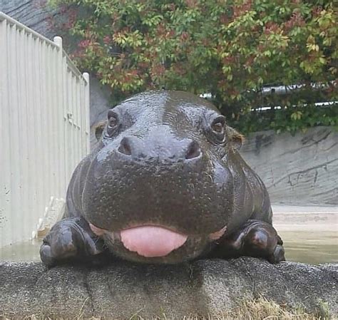 happy hippo aww