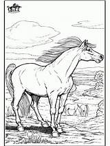 Coloring Pages Horse Colt Printable Related sketch template