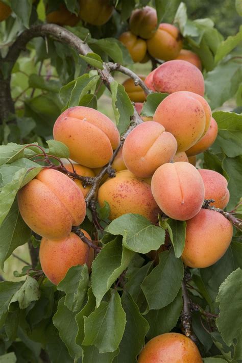 easiest fruit trees  grow  english garden