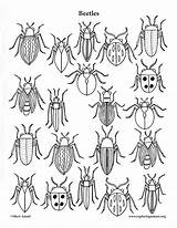 Beetles Insects Assorted Madden sketch template